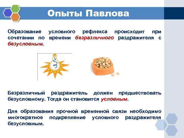 Опыты Павлова Образование условного рефлекса происходит при сочетании по времени безразличного раздражителя с безусловным.