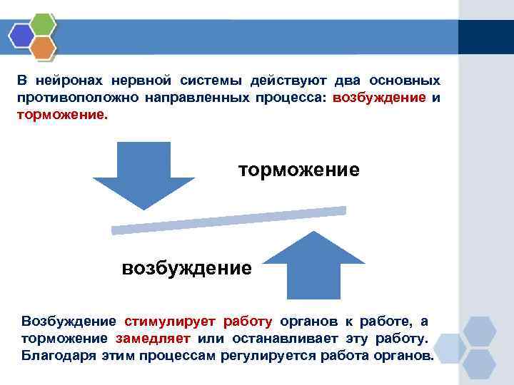 В нейронах нервной системы действуют два основных противоположно направленных процесса: возбуждение и торможение возбуждение