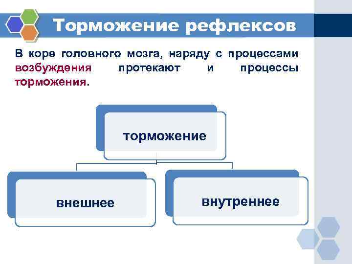 Торможение рефлексов В коре головного мозга, наряду с процессами возбуждения протекают и процессы торможения.