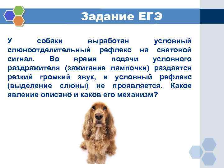 Задание ЕГЭ У собаки выработан условный слюноотделительный рефлекс на световой сигнал. Во время подачи