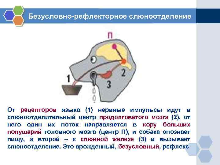 Безусловно-рефлекторное слюноотделение От рецепторов языка (1) нервные импульсы идут в слюноотделительный центр продолговатого мозга