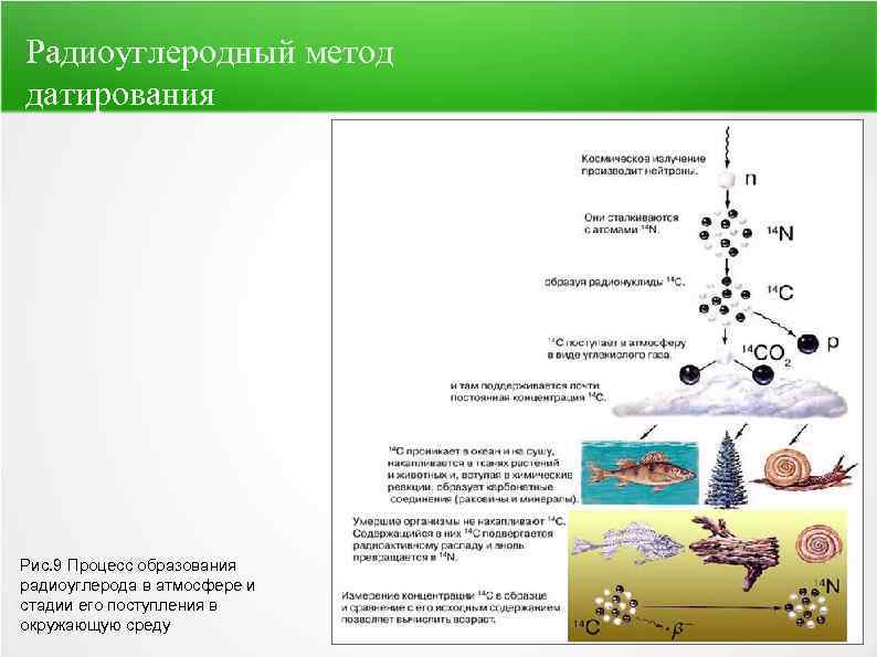 Радиоуглеродный метод датирования Рис. 9 Процесс образования радиоуглерода в атмосфере и стадии его поступления