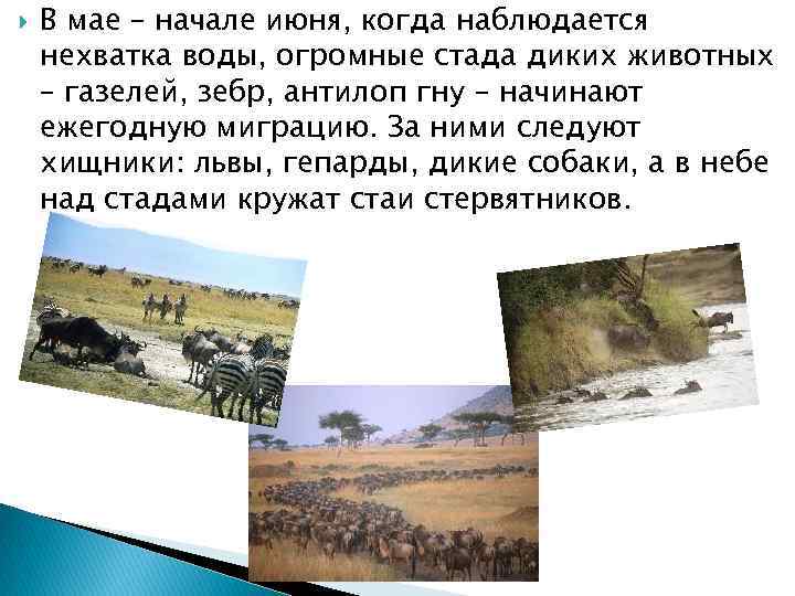  В мае – начале июня, когда наблюдается нехватка воды, огромные стада диких животных