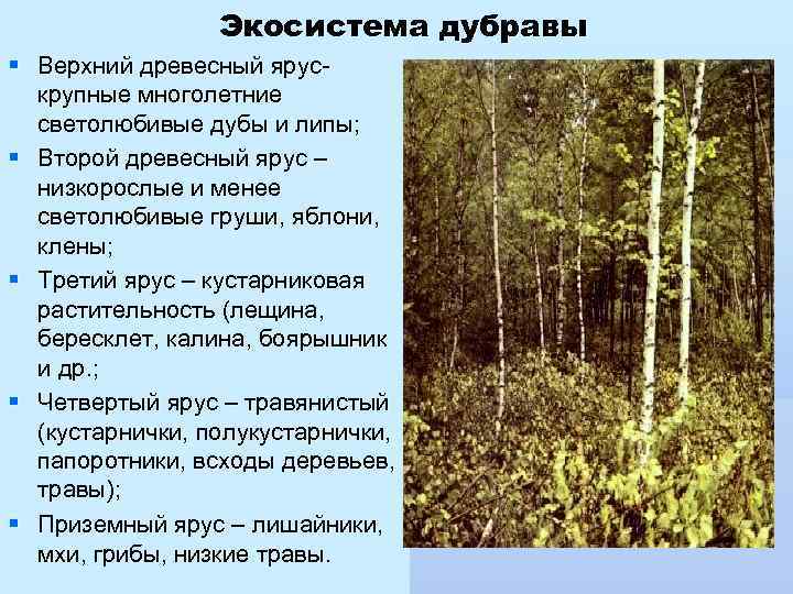Экосистема дубравы § Верхний древесный ярускрупные многолетние светолюбивые дубы и липы; § Второй древесный