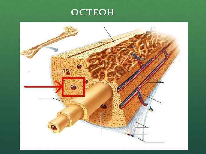 Остеон строение рисунок