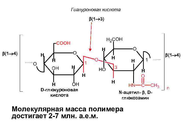 Гиалуроновая кислота (1 3) (1 4) H H H H H D-глюкуроновая кислота H