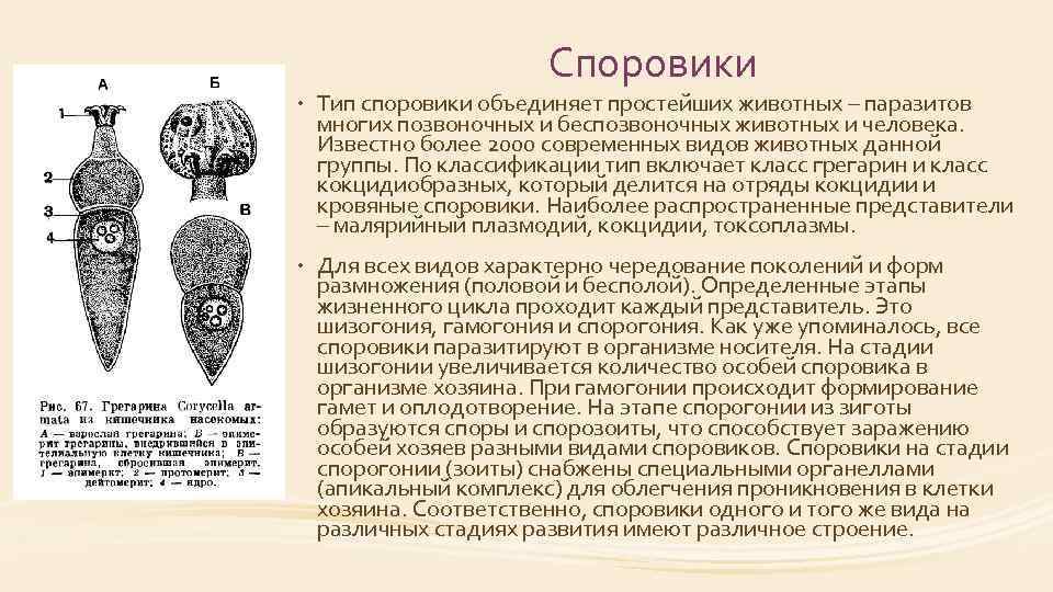 Споровики • Тип споровики объединяет простейших животных – паразитов многих позвоночных и беспозвоночных животных