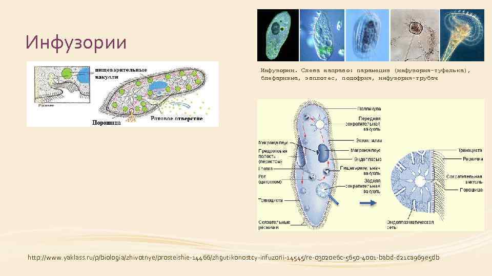 Инфузории. Слева направо: парамеция (инфузория-туфелька), блефаризма, эвплотес, подофрия, инфузория-трубач http: //www. yaklass. ru/p/biologia/zhivotnye/prosteishie-14466/zhgutikonostcy-infuzorii-14545/re-03020 e