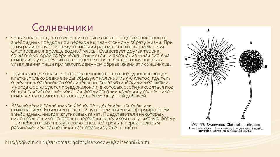 Солнечники • ченые полагают, что солнечники появились в процессе эволюции от амебоидных предков при