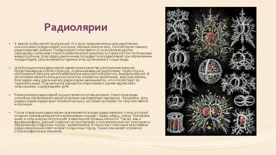 Радиолярии • У живой особи скелет внутренний. Его лучи предназначены для укрепления ложноножек (псевдоподий),