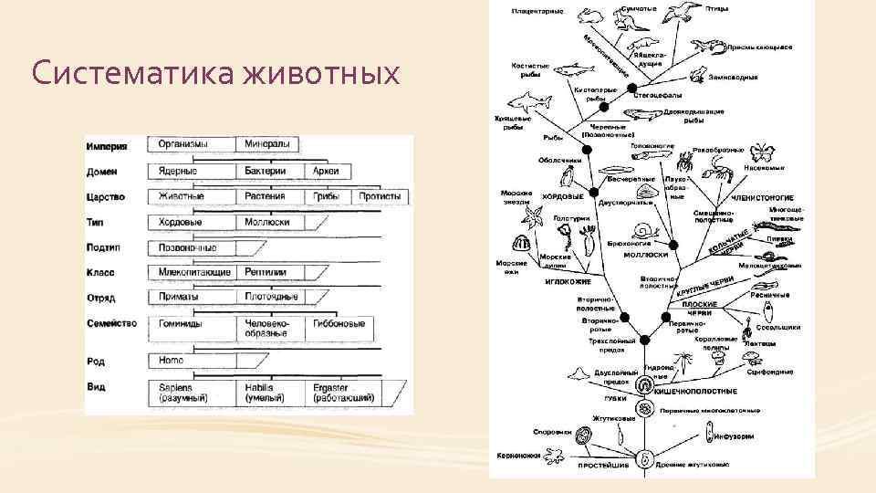 Систематика животных 