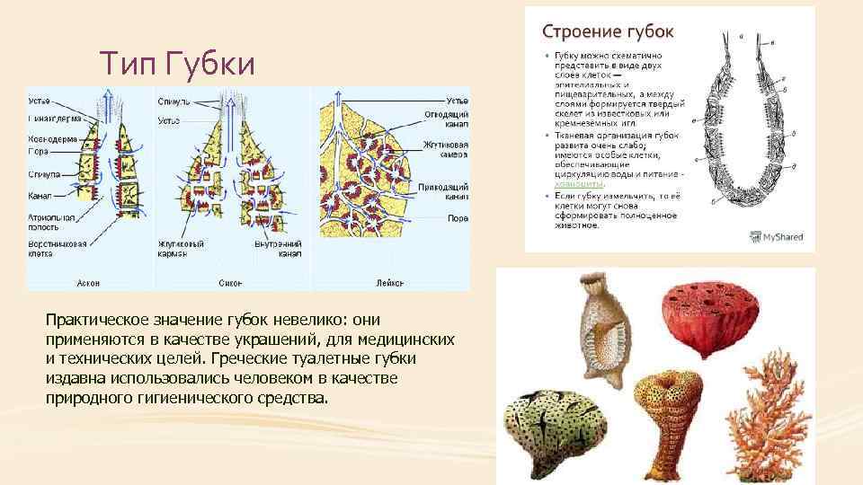 Тип Губки Практическое значение губок невелико: они применяются в качестве украшений, для медицинских и