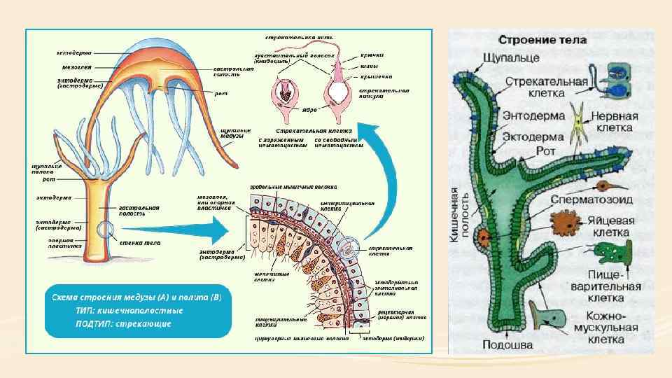 Энтодерма нервные клетки. Гидра Кишечнополостные мезоглея. Эктодерма кораллового полипа. Коралловые Кишечнополостные строение. Кишечнополостные строение тела.
