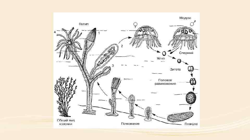 Размножение медузы схема
