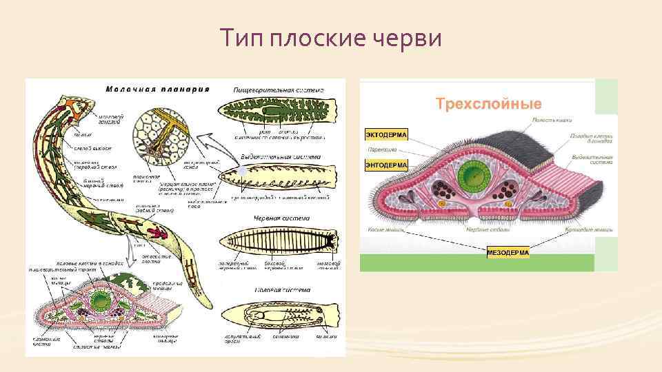 Тип плоские черви 