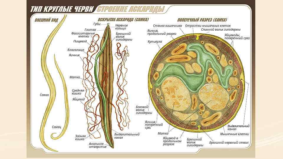 Тип Круглые черви 