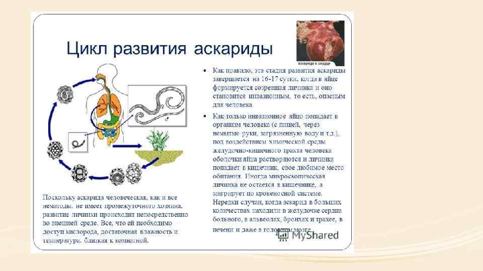 Механизм аскаридоза. Жизненный цикл аскариды 7 класс. Цикл аскариды человеческой схема. Схема развития человеческой аскариды. Жизненный цикл аскариды человеческой схема.