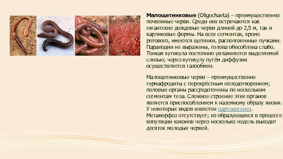 Класс малощетинковые черви