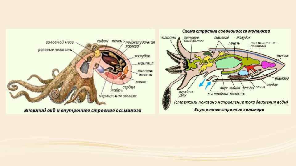 Нога у головоногих. Головоногие моллюски строение 7 класс биология. Внутреннее строение головоногих моллюсков кальмар. Пищеварительная система головоногих моллюсков схема. Внутреннее строение головоногих моллюсков рисунок.