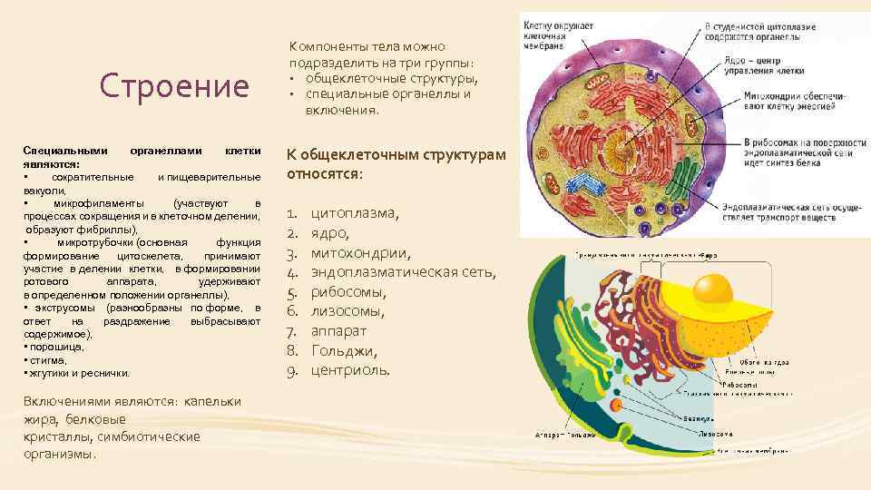 Клетка окружена клеточной. Специальные органеллы реснички функции. Общеклеточные органеллы клетки. Общеклеточные структуры клетки. Строение органеллы.