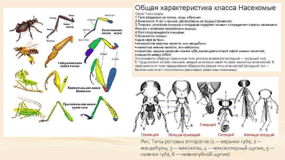 Картинка ротовые аппараты