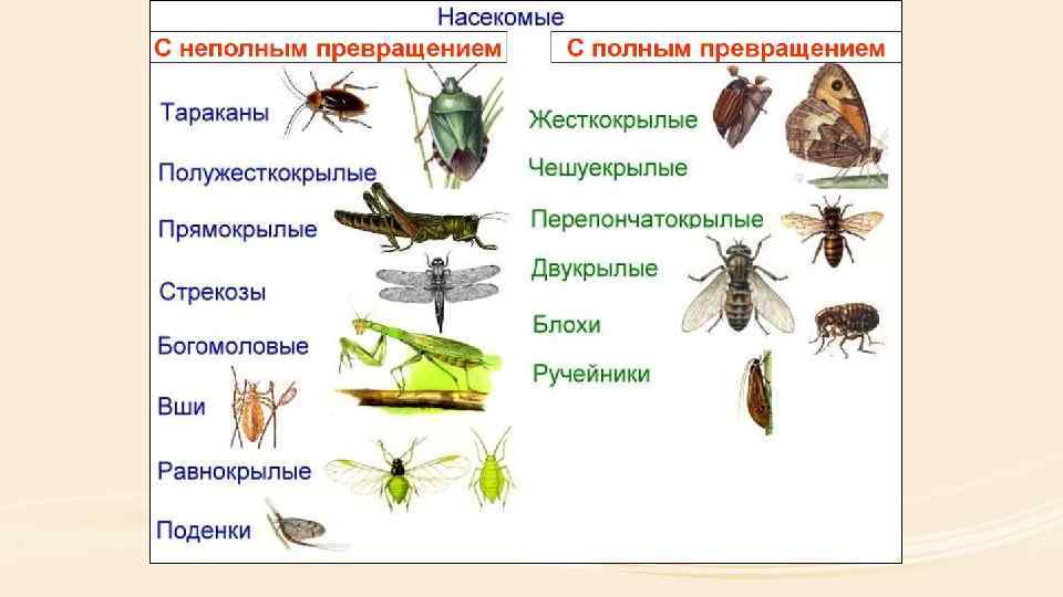 Насекомые представители. Развитие таракана с неполным превращением. Класс насекомые. Класс насекомые развитие. Распространение отрядов насекомых.