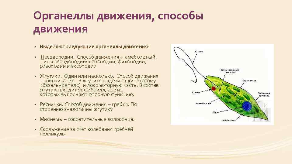 Органеллы движения, способы движения • Выделяют следующие органеллы движения: • Псевдоподии. Способ движения –