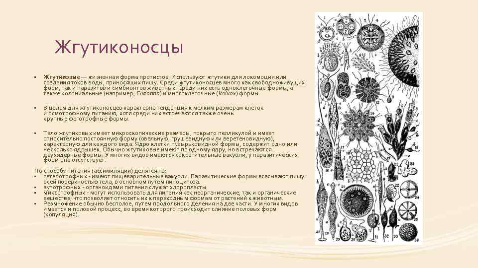 Жгутиконосцы • Жгутиковые — жизненная форма протистов. Используют жгутики для локомоции или создания токов