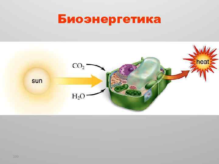 Биоэнергетика 133 