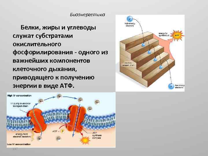 Биоэнергетика Белки, жиры и углеводы служат субстратами окислительного фосфорилирования - одного из важнейших компонентов