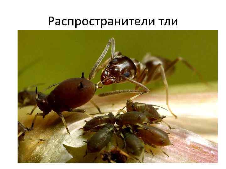 Распространители тли 