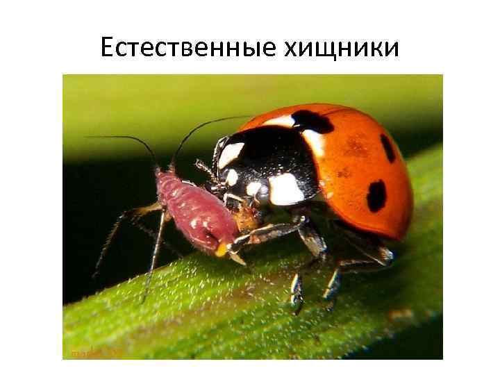 Естественные хищники 