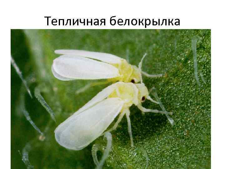 Тепличная белокрылка 