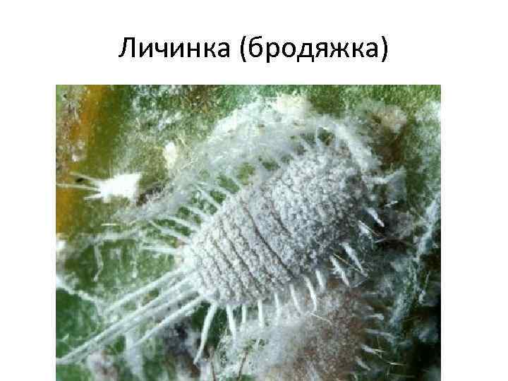 Личинка (бродяжка) 