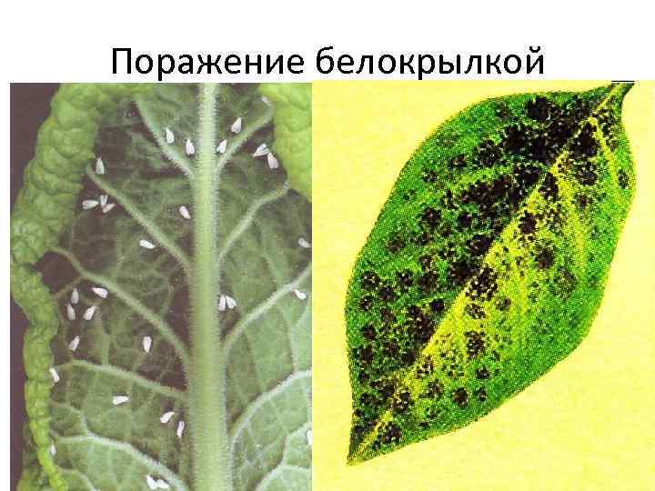 Поражение белокрылкой 