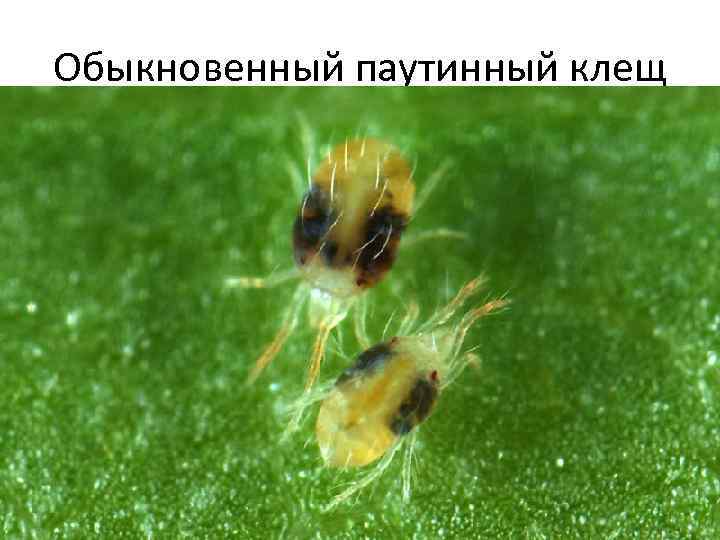 Обыкновенный паутинный клещ 