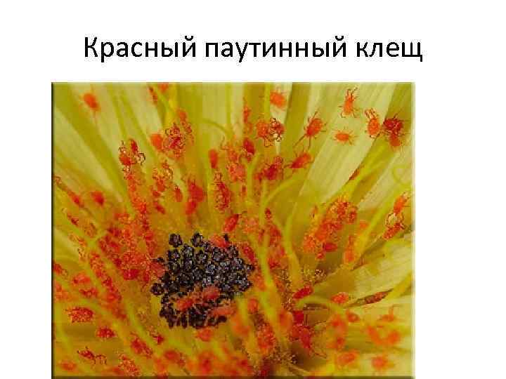 Красный паутинный клещ 