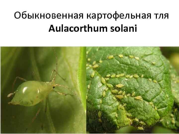 Обыкновенная картофельная тля Aulacorthum solani 