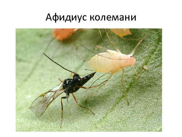 Афидиус колемани 