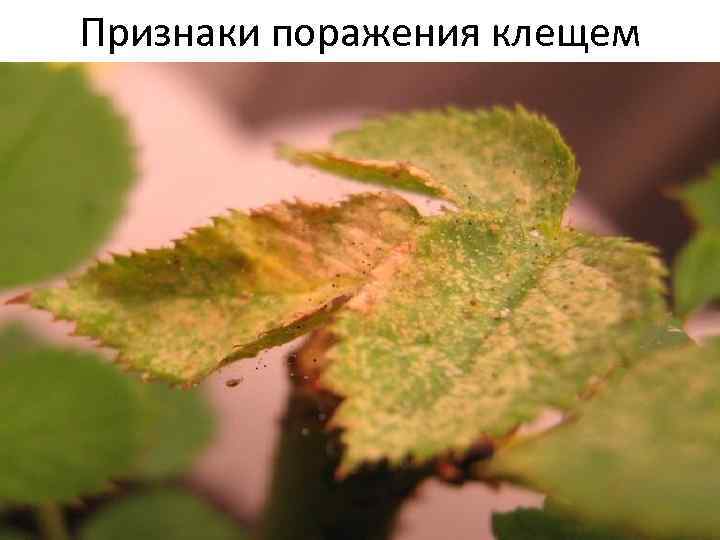 Признаки поражения клещем 