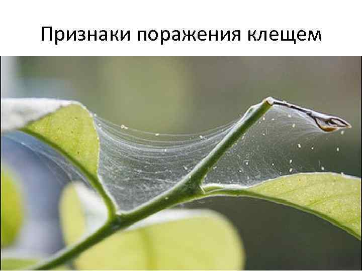 Признаки поражения клещем 