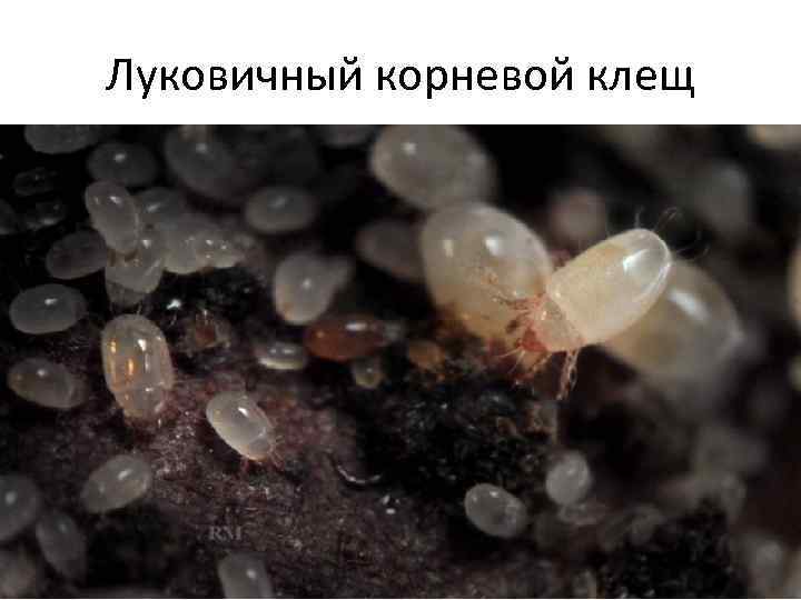 Луковичный корневой клещ 
