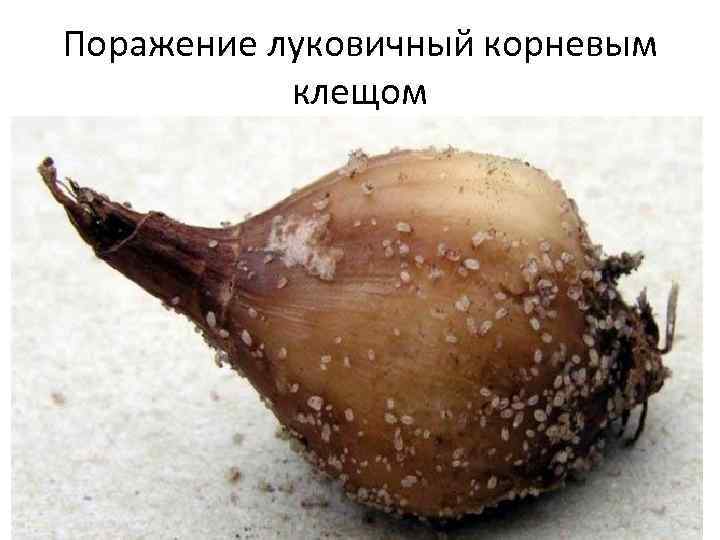 Поражение луковичный корневым клещом 