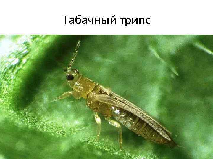 Табачный трипс 