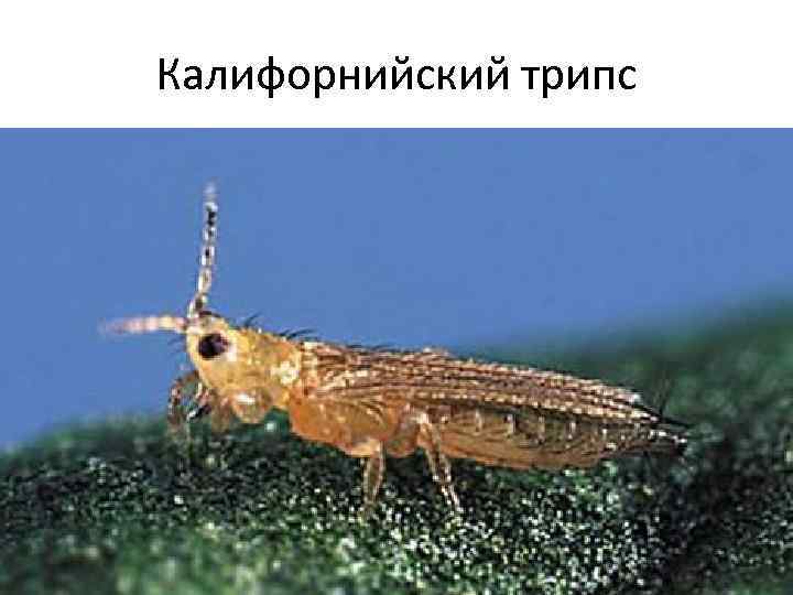 Калифорнийский трипс 