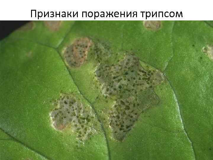 Признаки поражения трипсом 