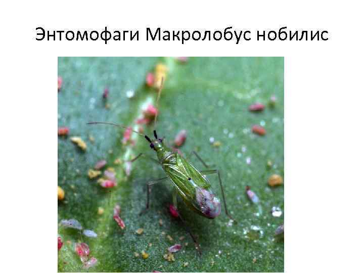 Энтомофаги Макролобус нобилис 