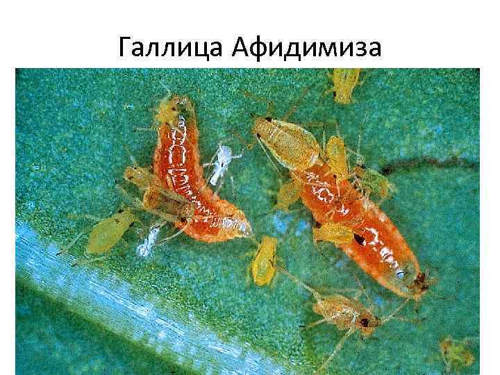 Галлица Афидимиза 