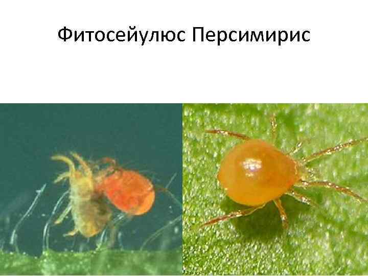 Фитосейулюс Персимирис 