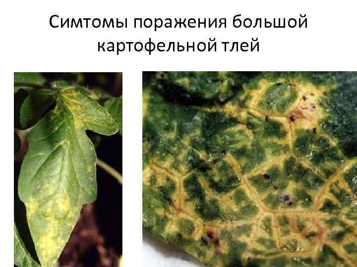 Симтомы поражения большой картофельной тлей 